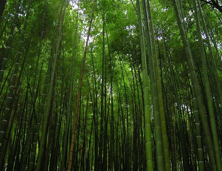 Environmental benefits of bamboo