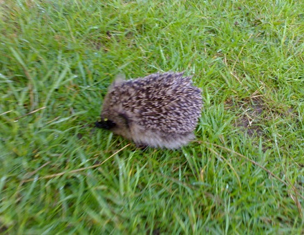 Hedgehogs in the garden